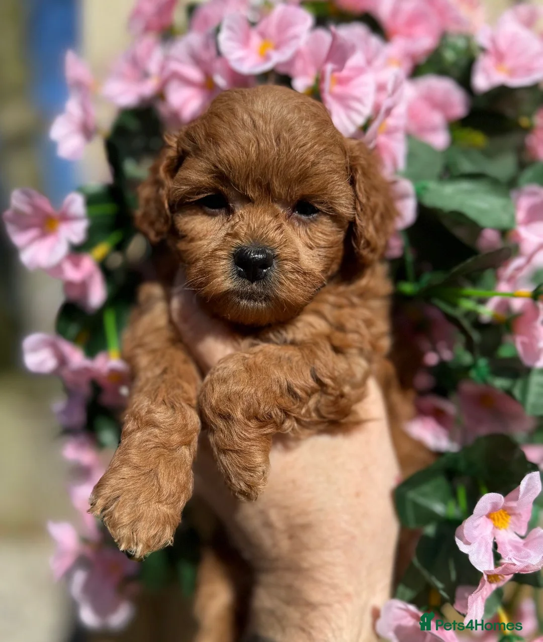 Shihpoo dogs for sale: 🧡💛🧡Stunning F1 Shihpoo Puppies💛🧡💛 - Advert 1