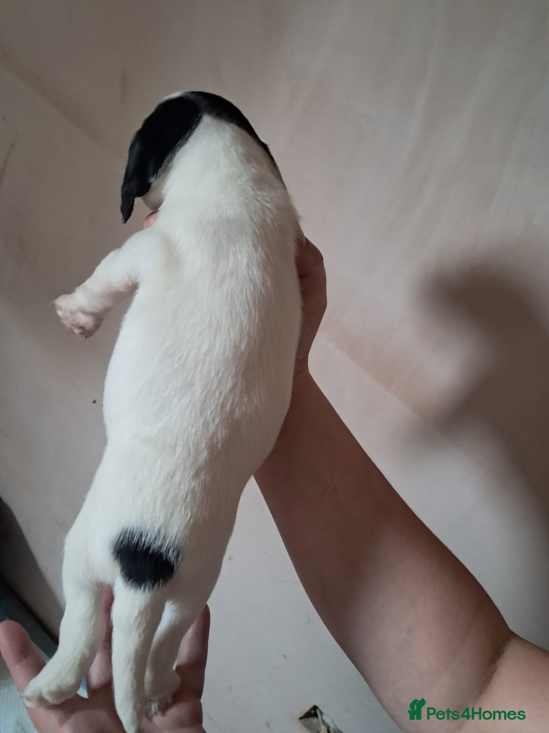 Mixed Breed dogs for sale: Cocker Jack puppies - Image 4