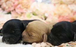 Cavapoo dogs for sale: Health Tested Cavapoo Puppies - Image 14