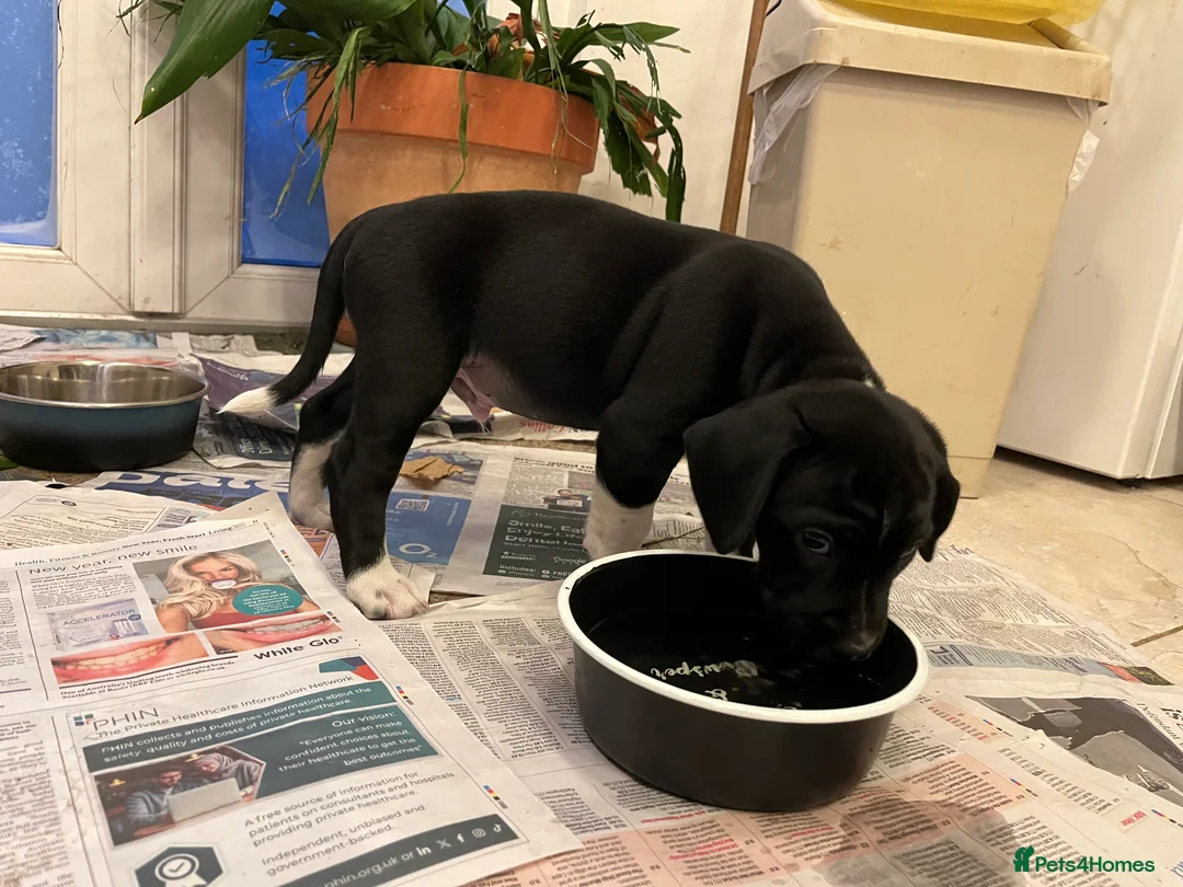 Mixed Breed dogs for sale: 🐾Sweet-natured Spaniel x Bulldog male puppy🐾 in London - Advert 10