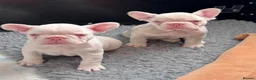 French Bulldog dogs for sale: French Bulldog Puppies KC registered  - Advert 9