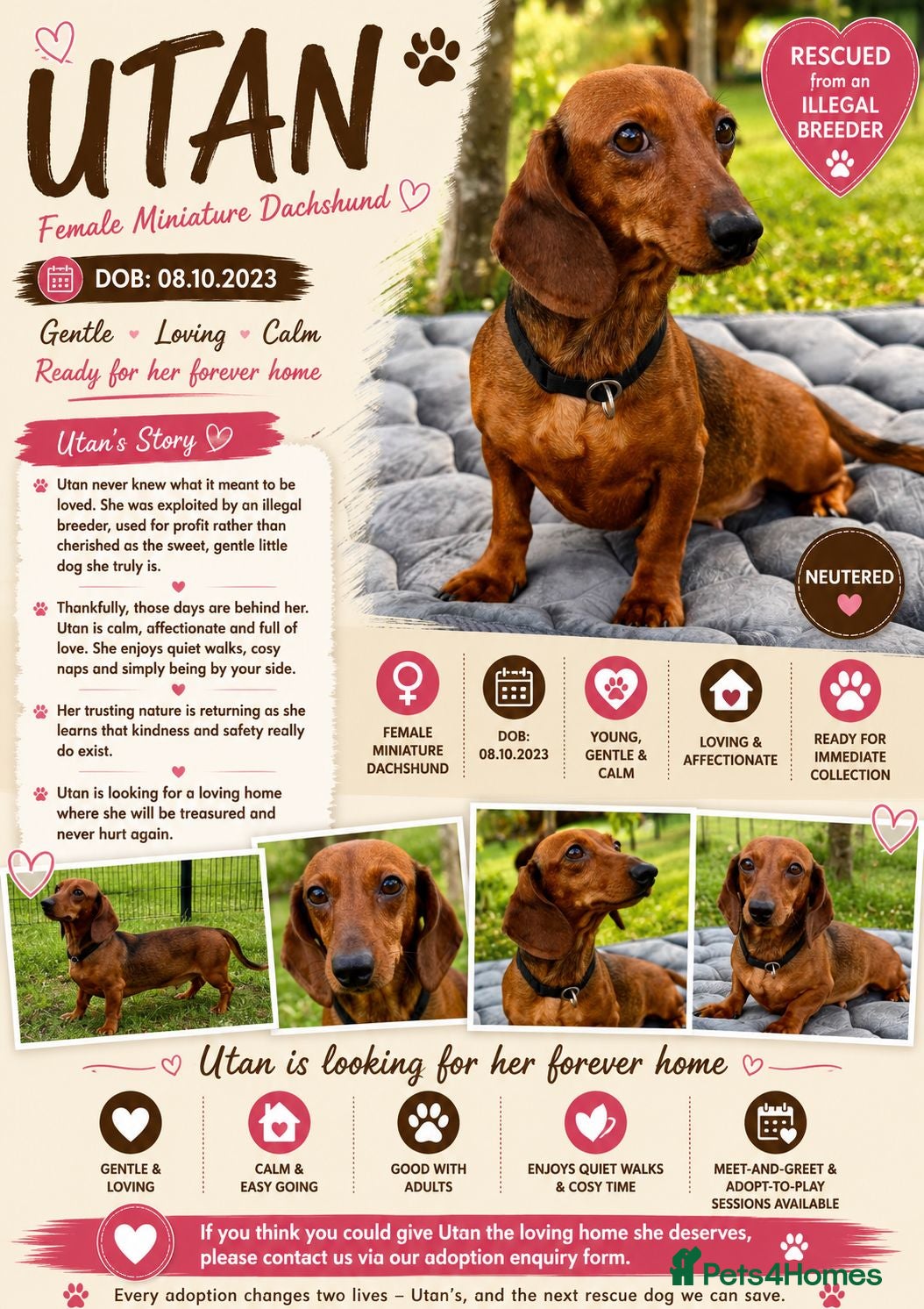 Dachshund dogs 🐾 UTAN – Female Miniature Dachshund 🐾 - Advert 2