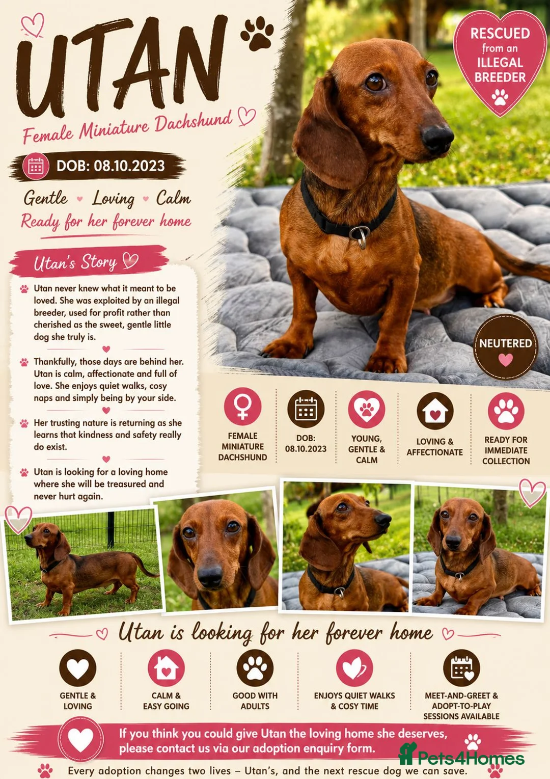 Dachshund dogs for adoption: 🐾 UTAN – Female Miniature Dachshund 🐾 - Advert 2