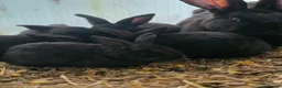 Continental Giant rabbits for sale: Black Continental Giant rabbits  - Advert 1