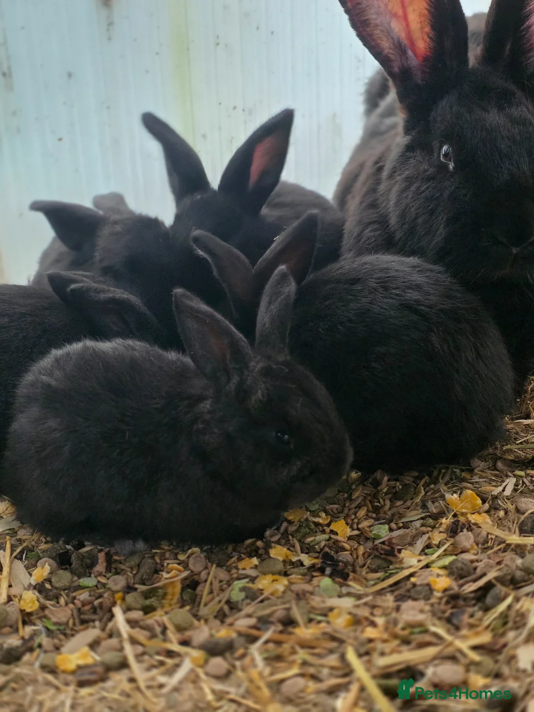 Continental Giant rabbits for sale: Black Continental Giant rabbits  - Advert 1