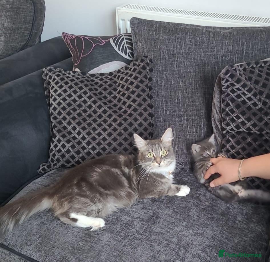 Mixed Breed cats Nameless - Advert 2