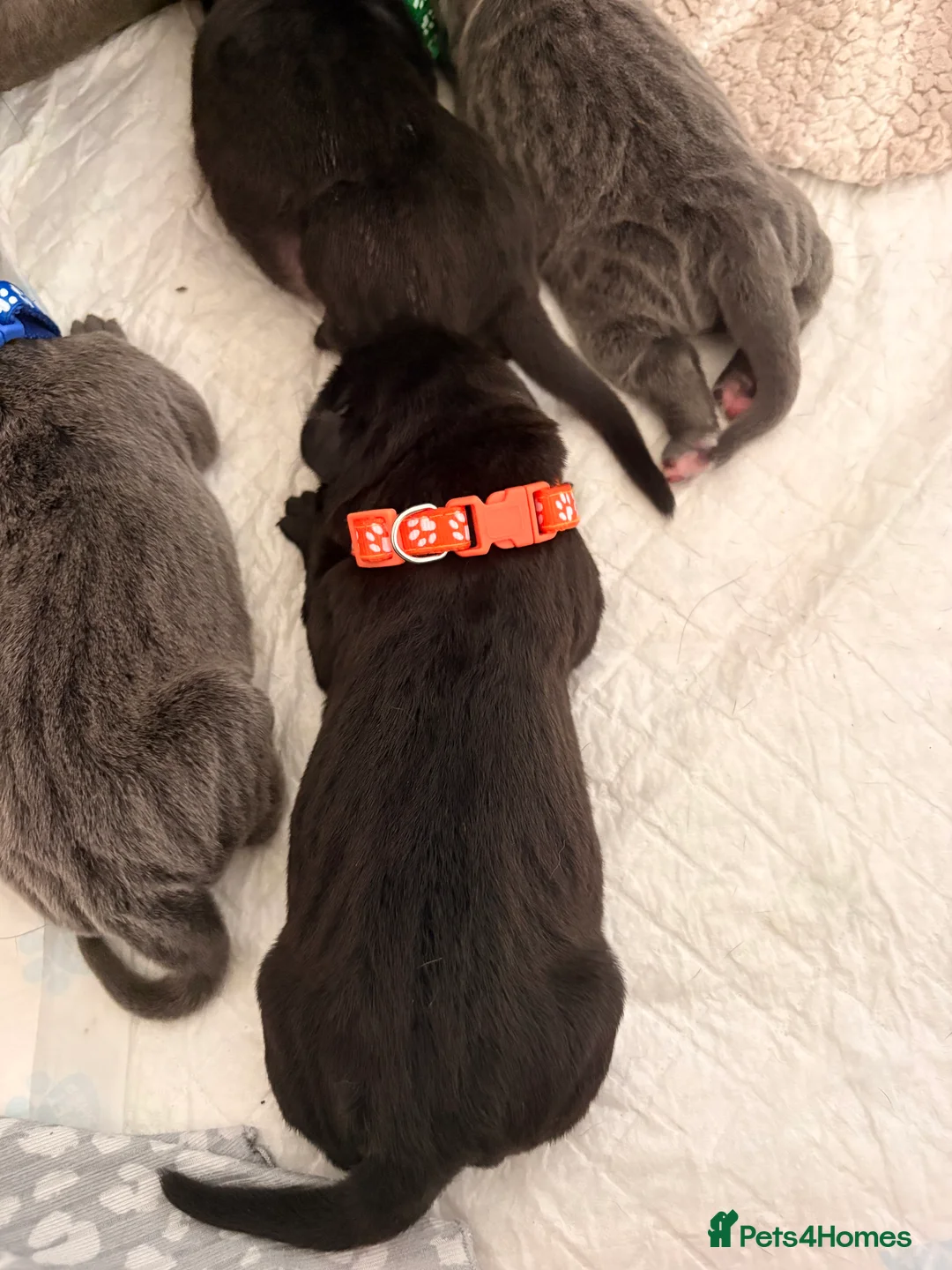 Cane Corso dogs for sale: 4 cane corso puppies for sale  in Sunderland - Advert 8