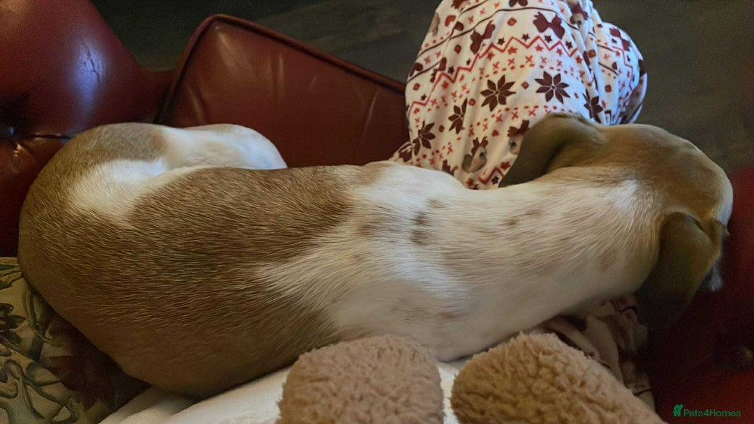 Mixed Breed dogs for adoption: Suki needs a loving home  - Advert 7