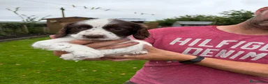 English Springer Spaniel 3