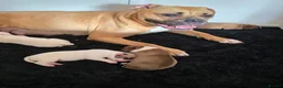 American Bulldog dogs for sale: American bull.dog puppies  in Wigan - Advert 23