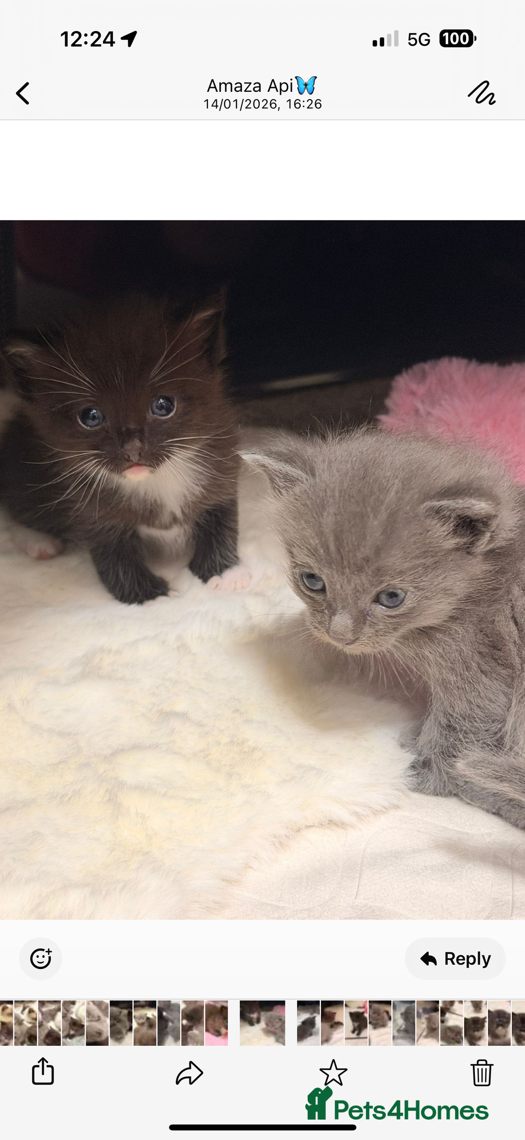 Ragdoll cats for sale: Ragdoll mix kitten - 5 Boys - Advert 18