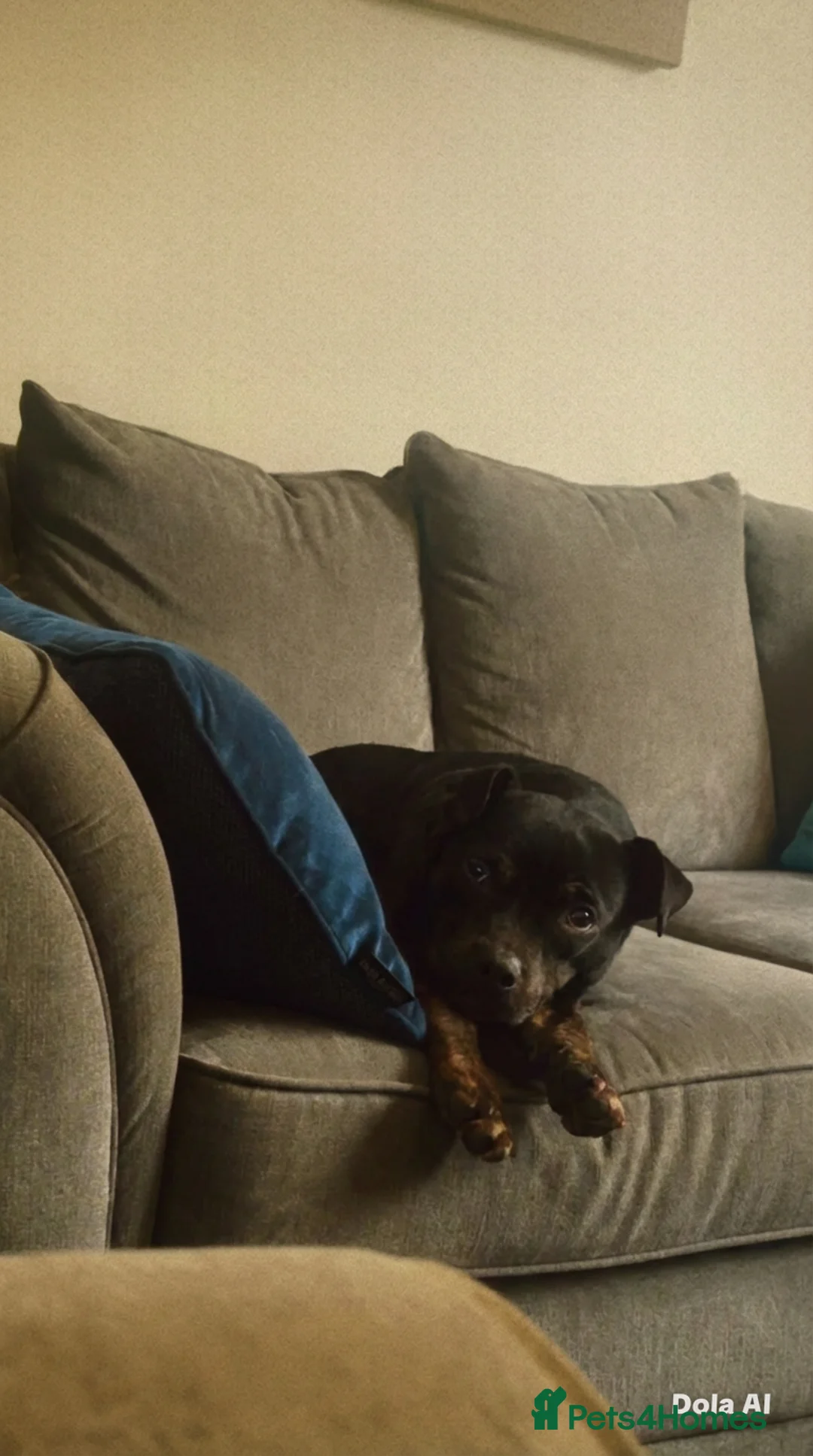 Mixed Breed dogs for sale: Our beautiful puppy is up for sale - Advert 2