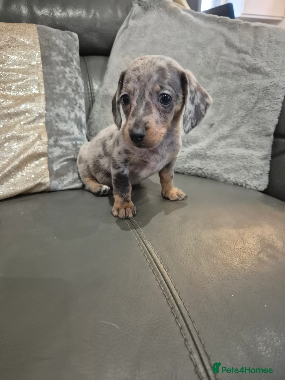 Miniature Dachshund dogs for sale: KC Dachshund Boys - Ready Now - Advert 4