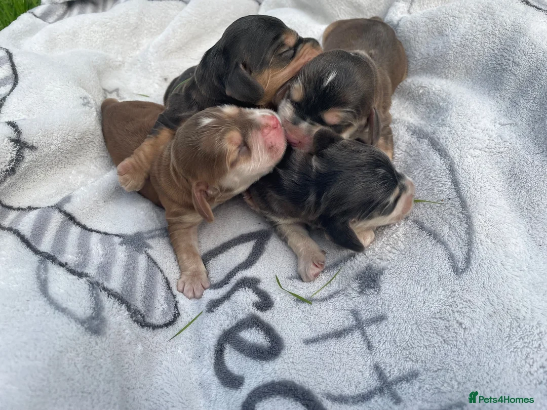 Cocker Spaniel dogs for sale: ⭐️Adorable Show Cocker Spaniel Puppies⭐️ - Advert 2