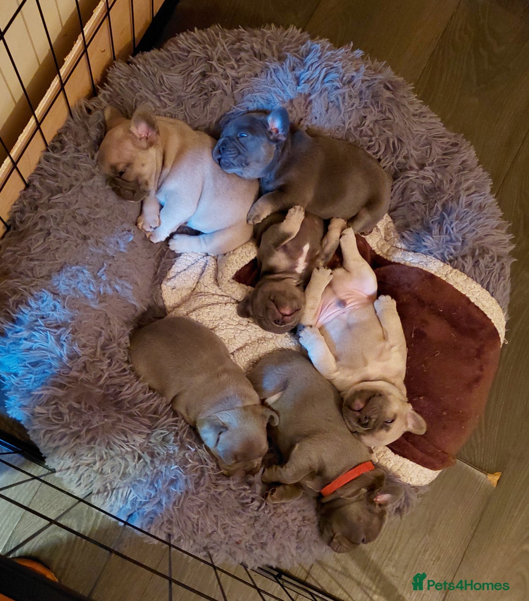 French Bulldog dogs for sale: French bulldog puppies - Advert 16
