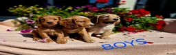 Cockapoo dogs for sale: Hereditary Clear F1 Cockapoos in Doncaster - Advert 6