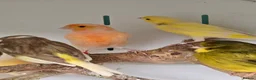 Canaries birds for sale: Stunning Mixed Canaries available!!! - Advert 1