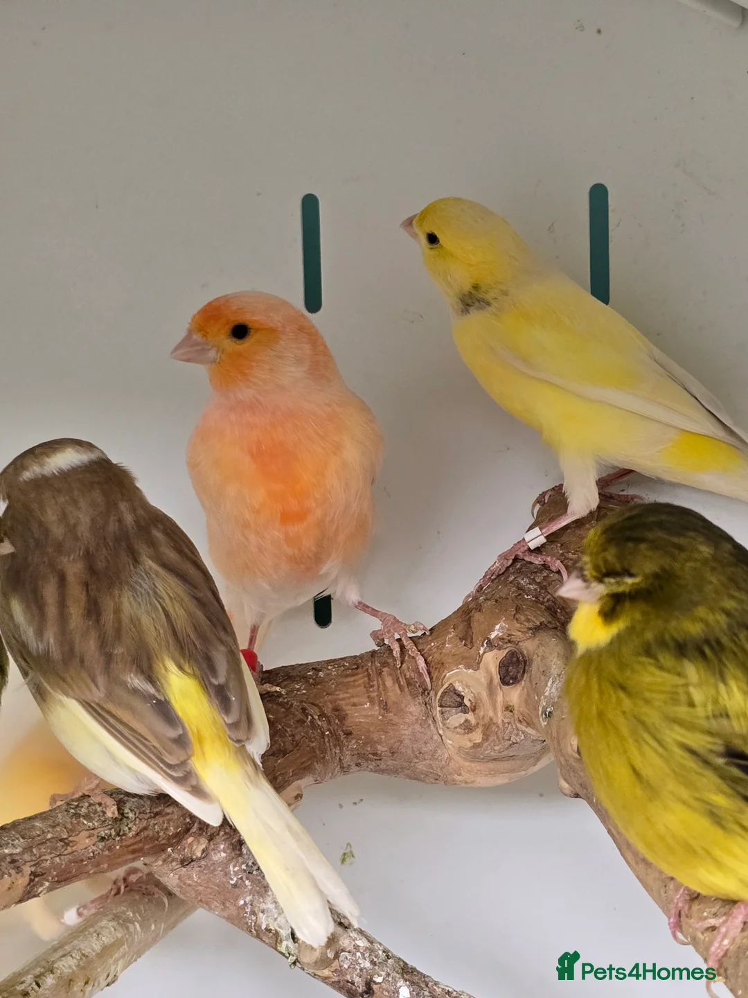 Canaries birds for sale: Stunning Mixed Canaries available!!! - Advert 1