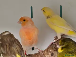 Canaries birds Stunning Mixed Canaries available!!! - Advert 1