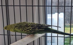 Budgerigars birds for sale: Baby budgies for sale . - Image 11