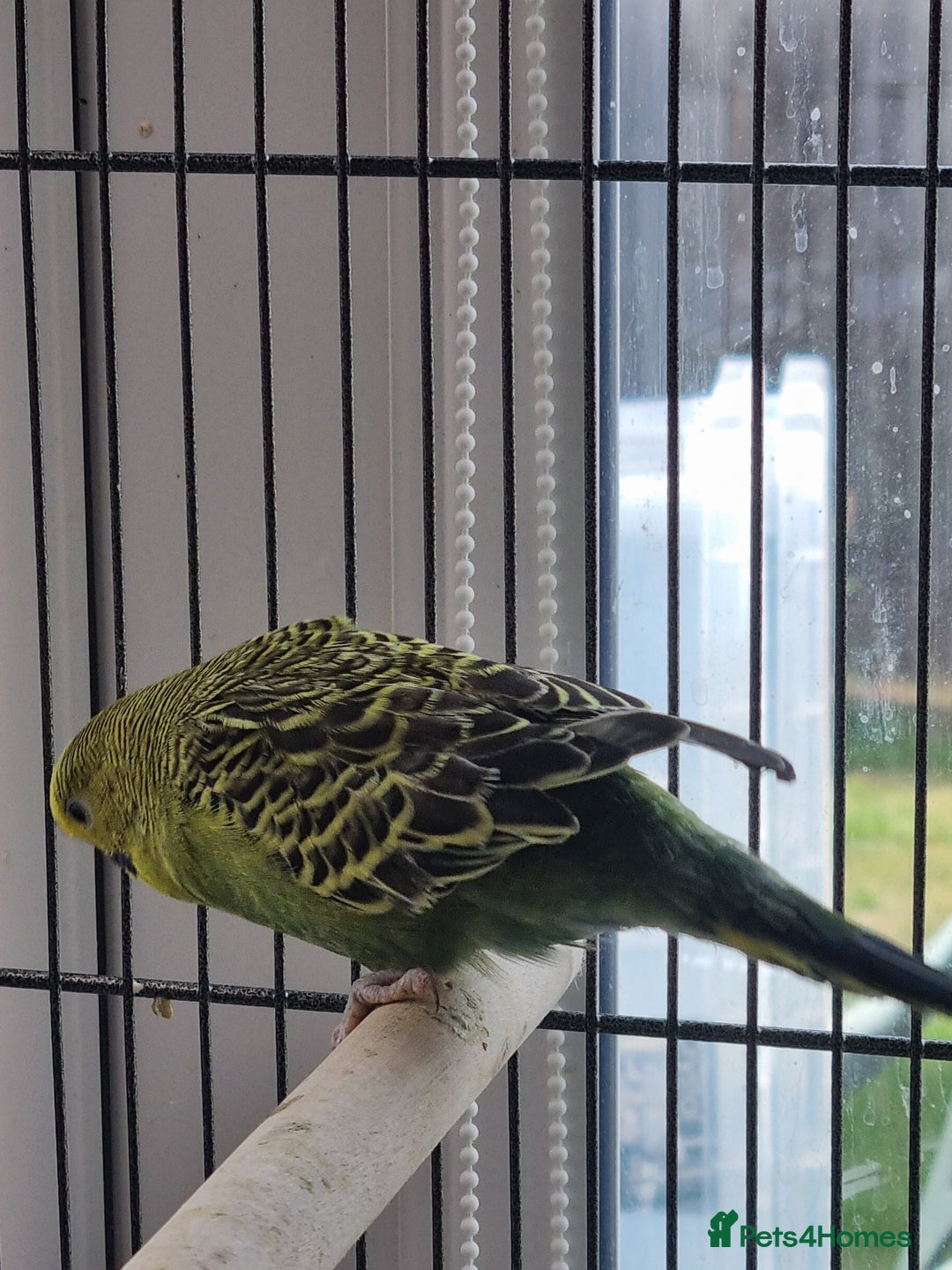 Budgerigars birds for sale: Baby budgies for sale . - Image 11