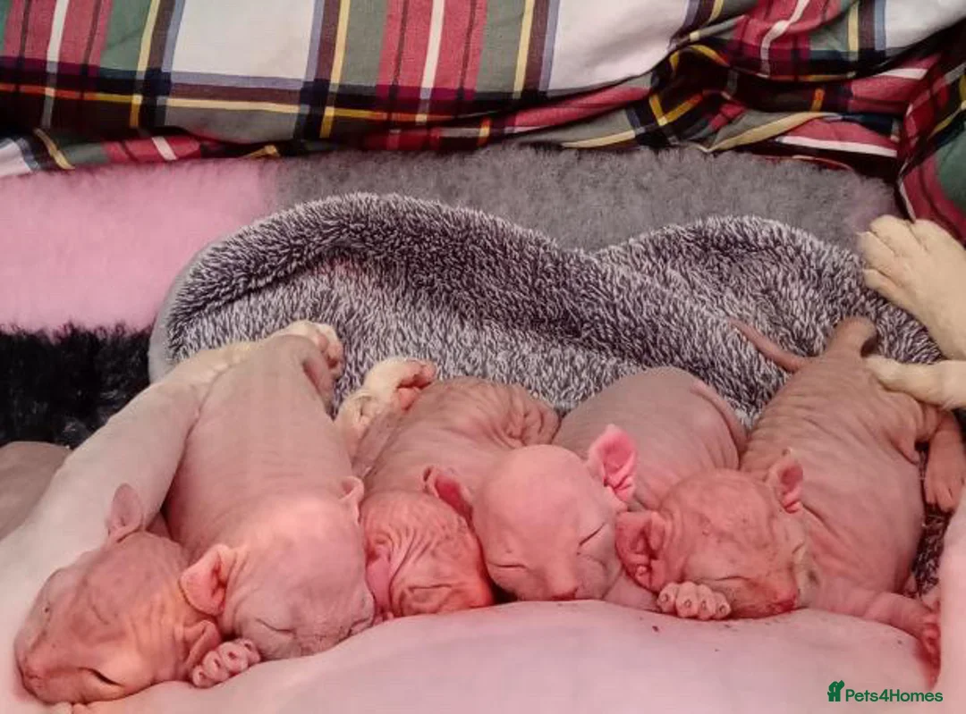 Sphynx cats for sale: champion sphynx kittens available  - Advert 15