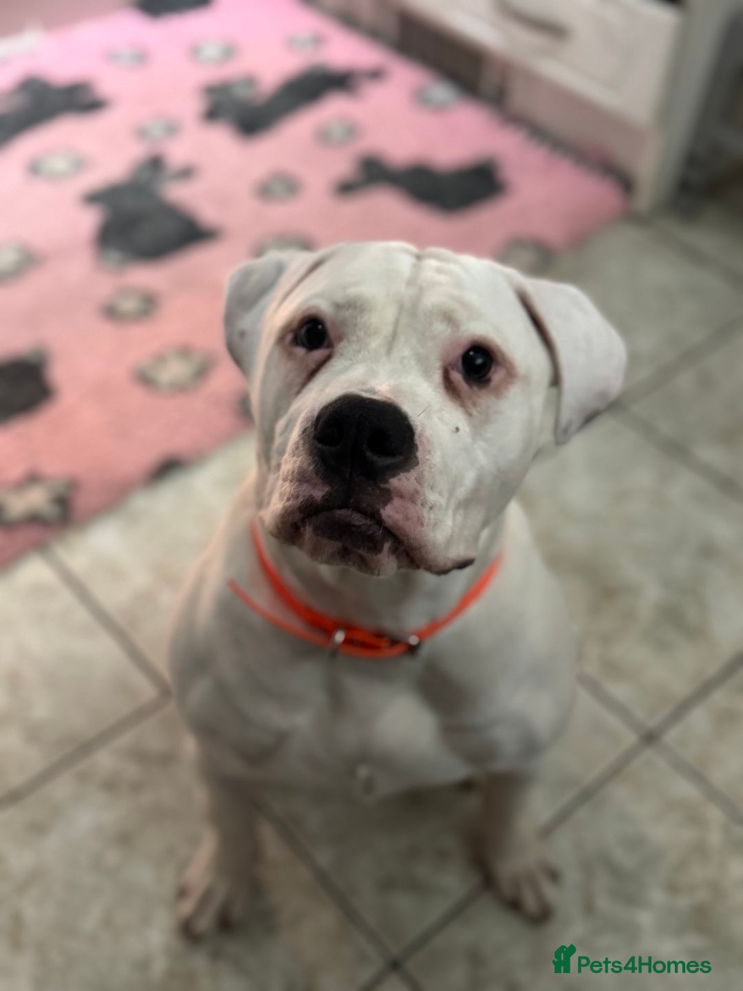 American Bulldog dogs for sale: American bulldog  - Advert 2