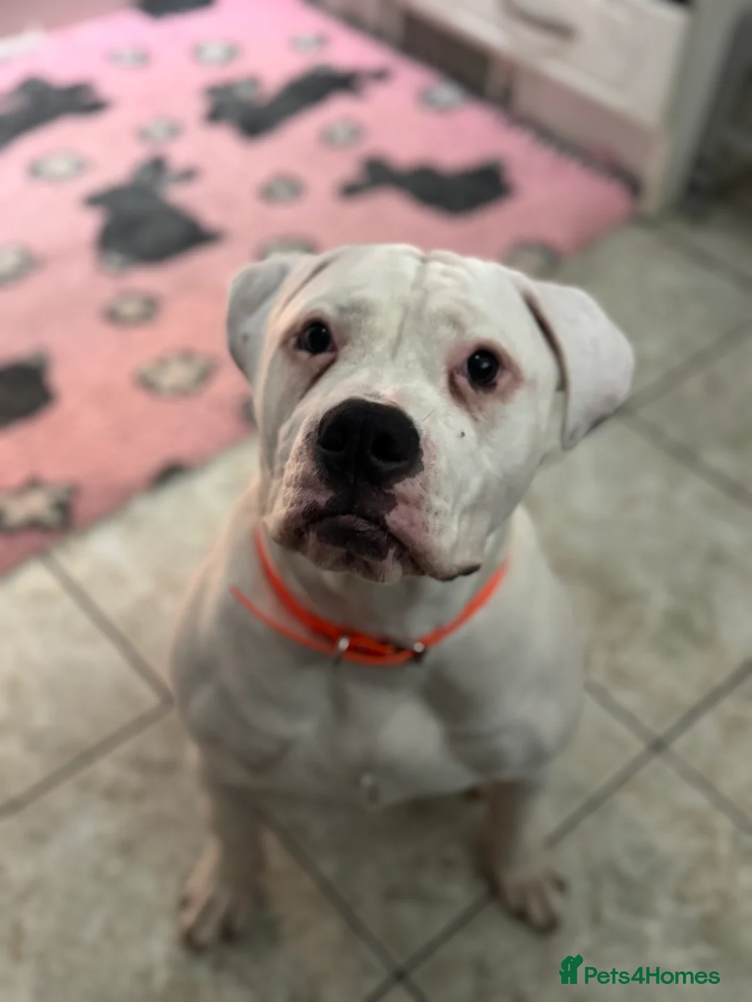 American Bulldog dogs for sale: American bulldog puppy 10 weeks old - Advert 2