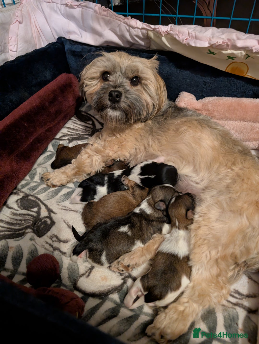 Havanese dogs for sale: Stunning House reared pure bred Havanese Babies  - Advert 12