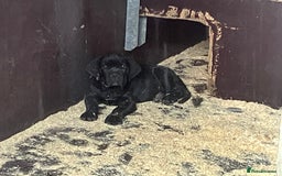 Cane Corso dogs for sale: Top quality  - Image 22