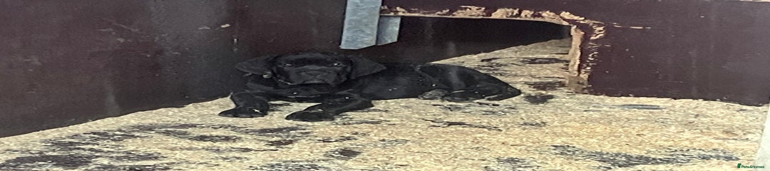 Cane Corso Puppy 3