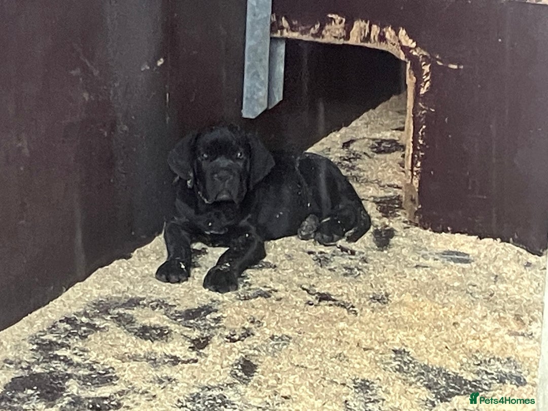 Cane Corso dogs for sale: Top quality  - Image 22