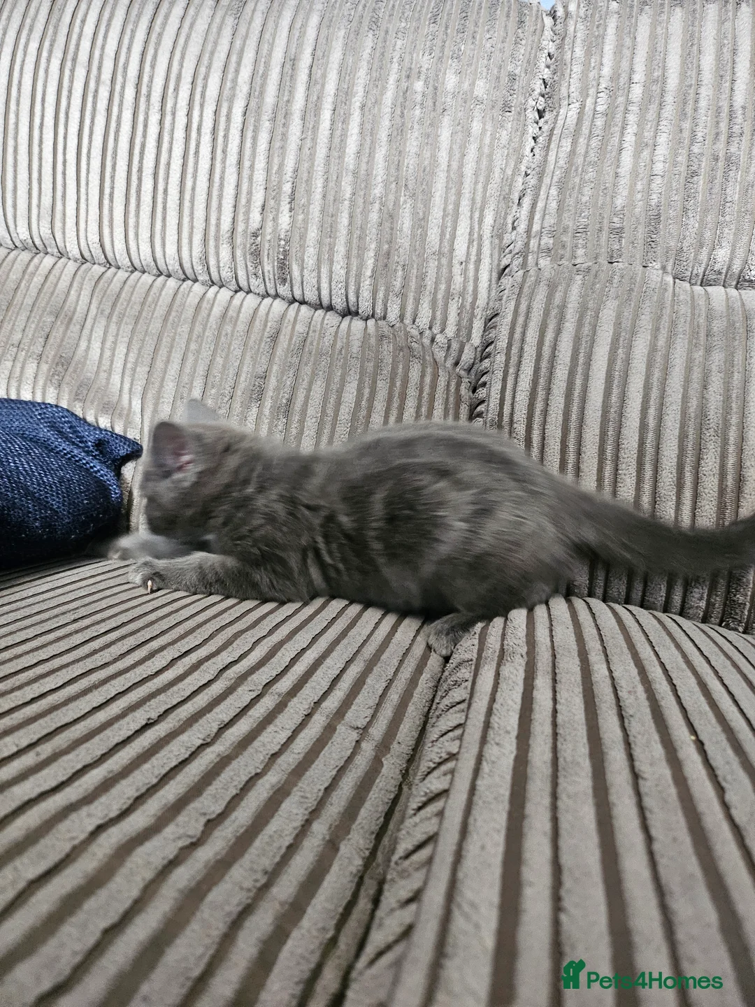 Mixed Breed cats for sale: 9 week old kittens looking forever homes - Advert 4