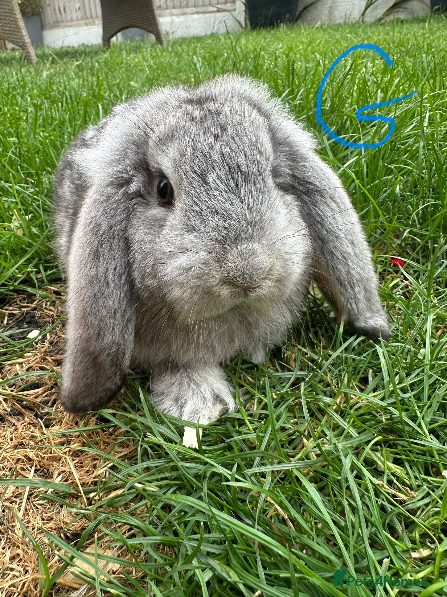 Mini Lop rabbits Mini Lop Rabbits For Sale  - Advert 2