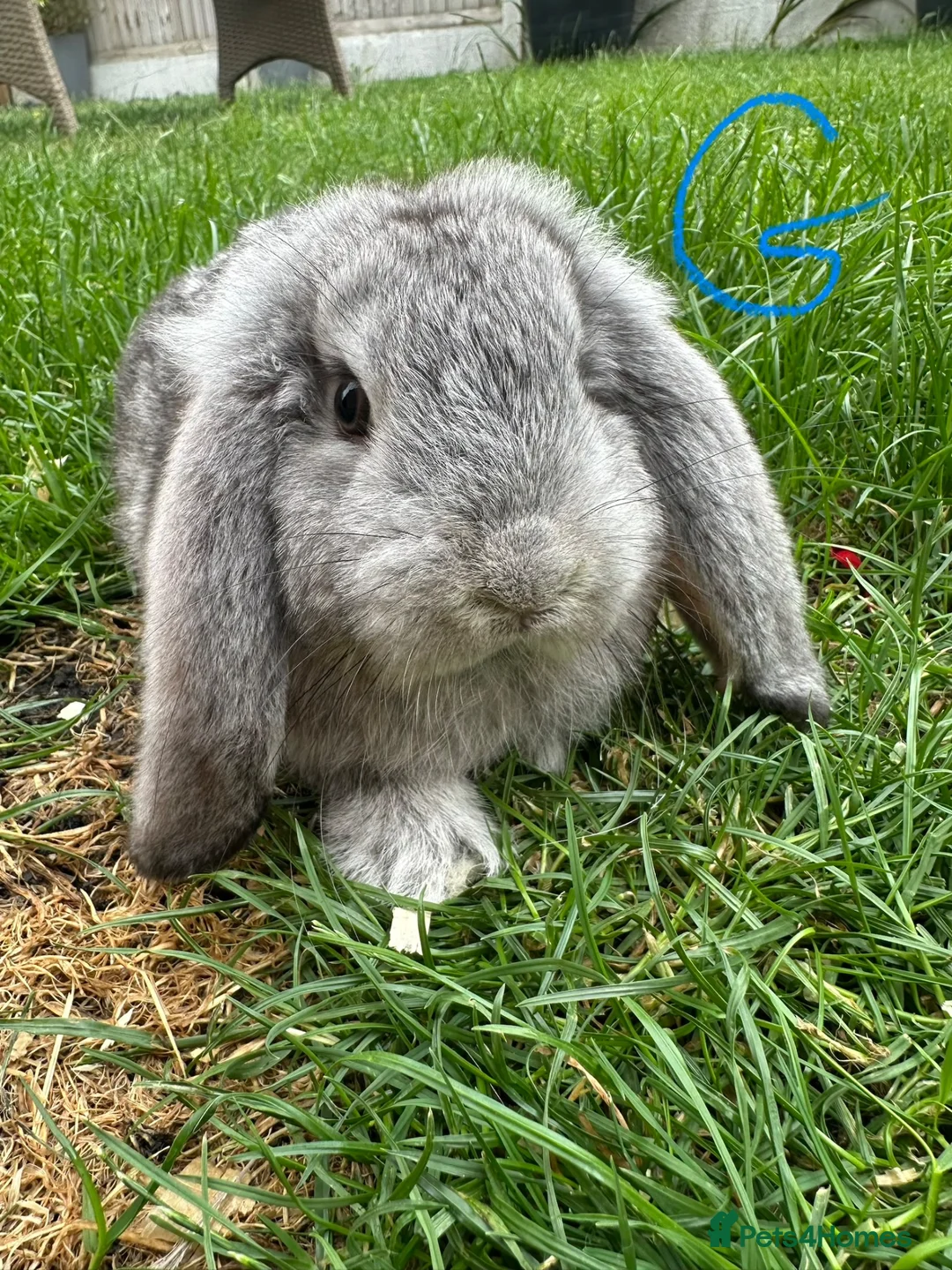Mini Lop rabbits for sale: Mini Lop Rabbits For Sale  - Advert 2