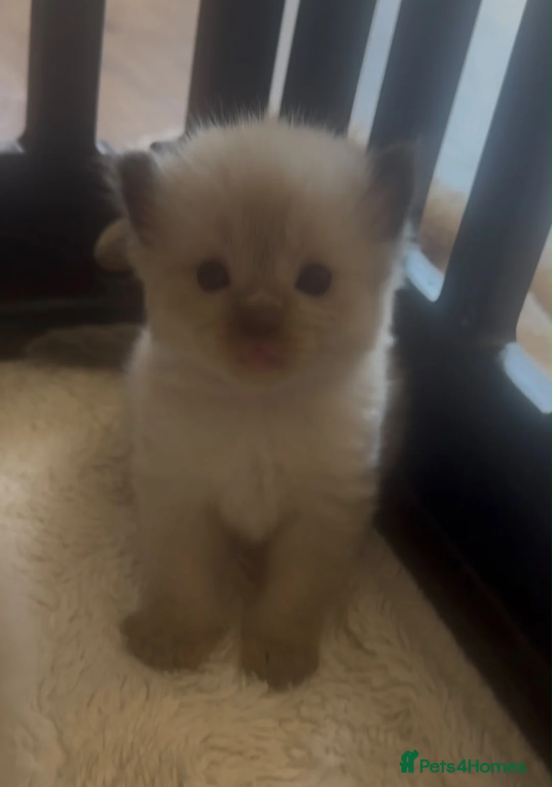 Ragdoll cats for sale: GCCF Ragdoll Kittens £800 in Chesham - Advert 2