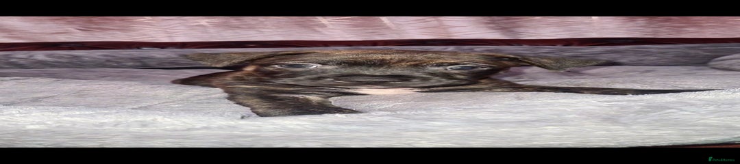 Staffordshire Bull Terrier Puppy 6