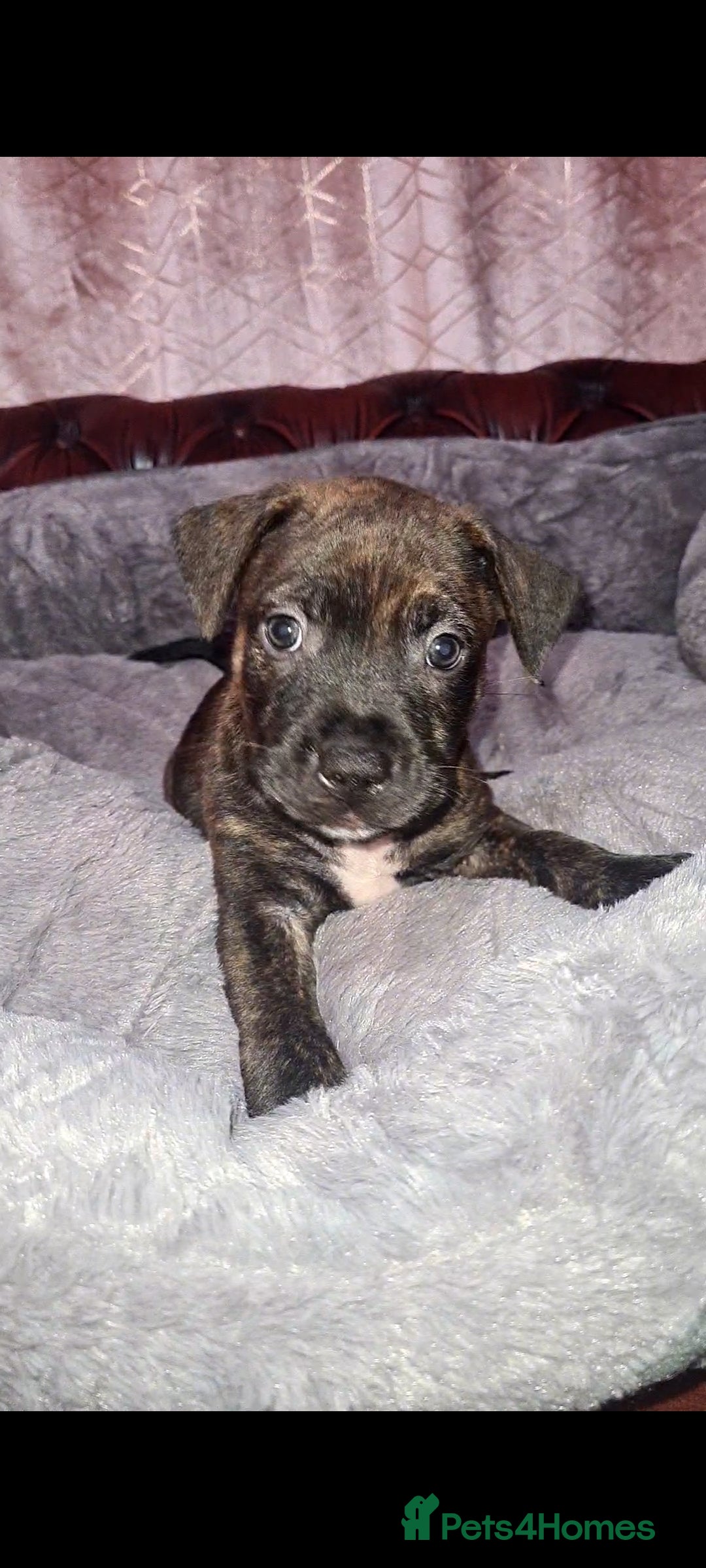 Staffordshire Bull Terrier dogs for sale: READY 7TH NOVEMBER ⭐️ 🐶 2 left ⭐️ staff pups  - Image 26