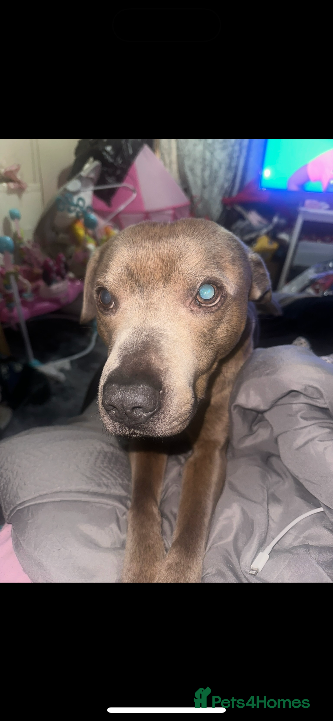 Staffordshire Bull Terrier dogs for sale: Benji - Image 2