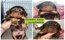 Cocker Spaniel dogs for sale: Beautiful litter - working cocker spaniels ❤️ - Image 11