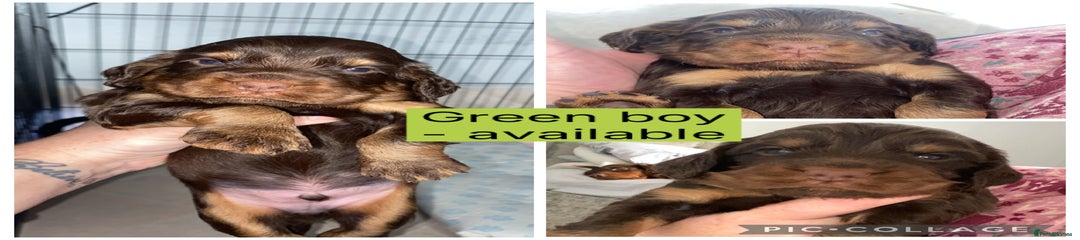 Cocker Spaniel Puppy 4