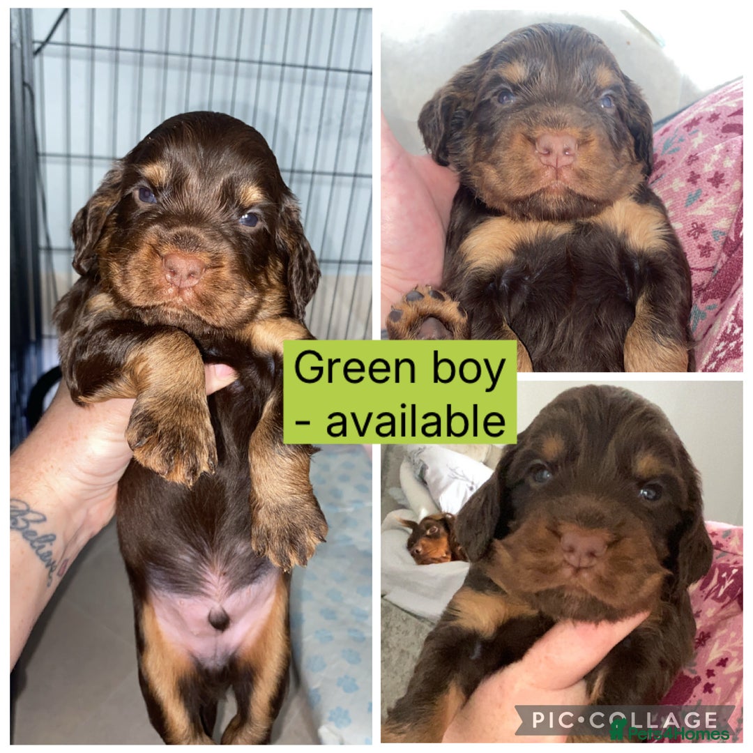Cocker Spaniel dogs for sale: Beautiful litter - working cocker spaniels ❤️ - Image 11
