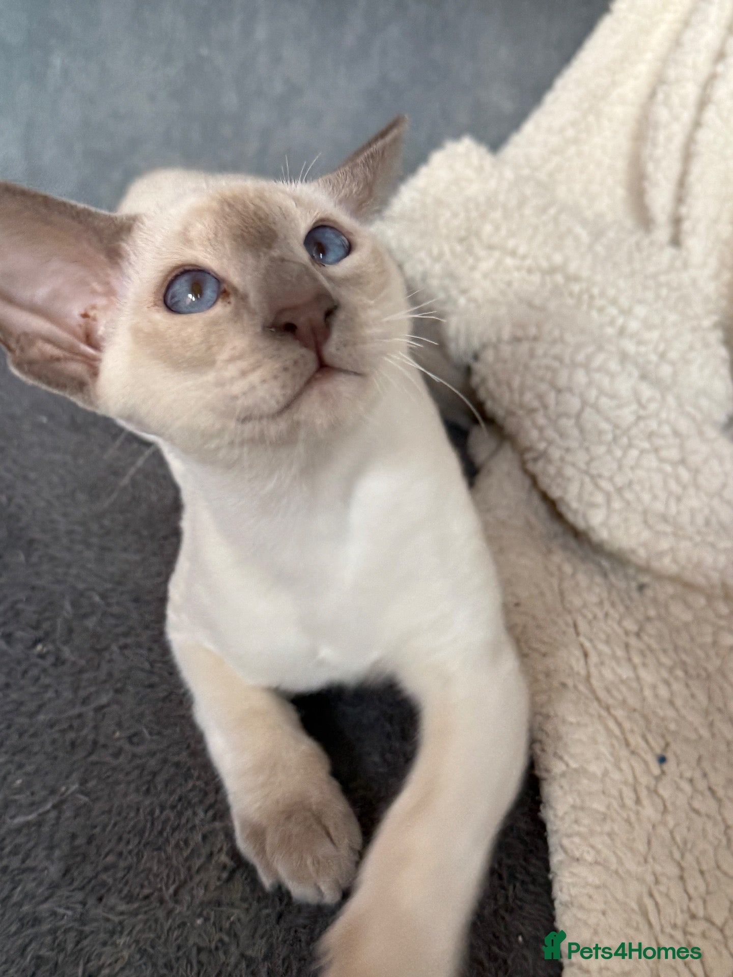 Siamese cats  Gccf registered Siamese’s  - Advert 6