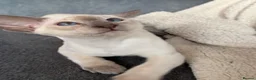 Siamese cats for sale:  Gccf registered Siamese’s  - Advert 2