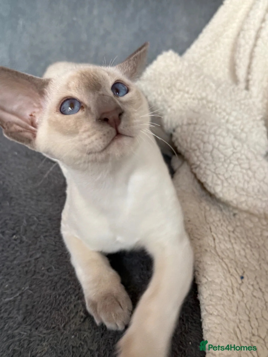 Siamese cats for sale:  Gccf registered Siamese’s  - Advert 2