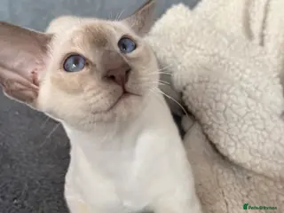 Siamese cats Gccf registered Siamese’s - Advert 6