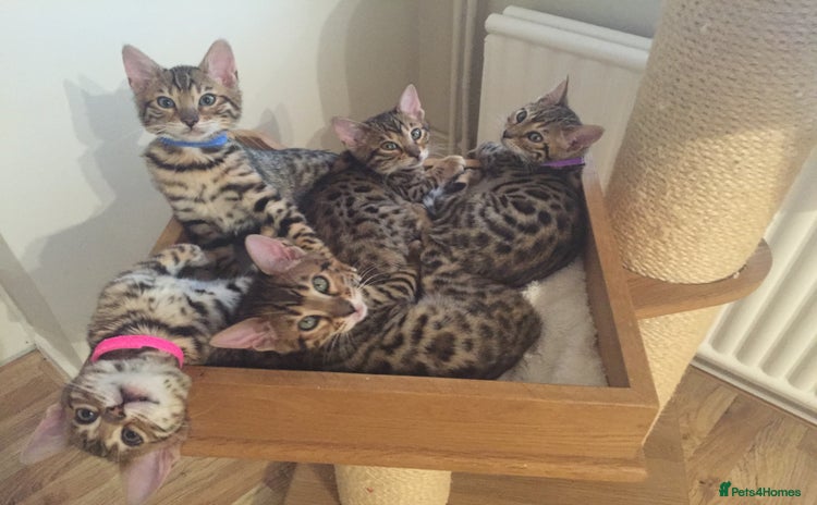 Bengal cats - Advert 2