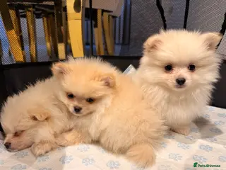 Pomeranian dogs 3 beautiful creamy/white Pomeranian puppies - Advert 16