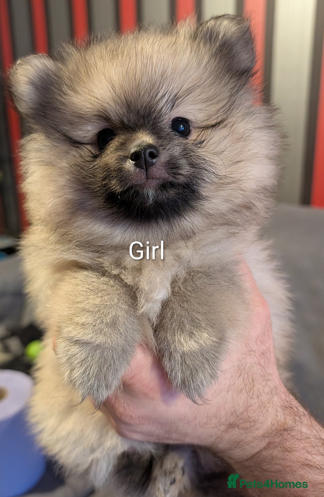 Pomeranian dogs for sale: Pomeranian puppies for sale - Advert 1