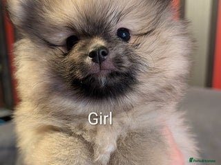 Pomeranian dogs Pomeranian puppies for sale - Advert 1